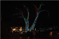 CalgaryZooLight_10.JPG