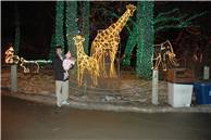 CalgaryZooLight_18.JPG