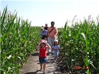 CalgaryCornMaze03.JPG