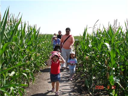 CalgaryCornMaze03.JPG