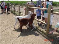 CalgaryCornMaze08.JPG