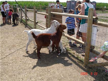 CalgaryCornMaze08.JPG