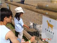 CalgaryCornMaze13.JPG