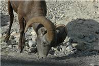 Bighorn Sheep