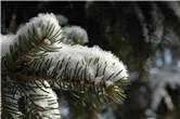 Snowflakes on the tree