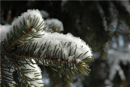 Snowflakes on the tree